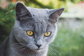a cat may look at a king